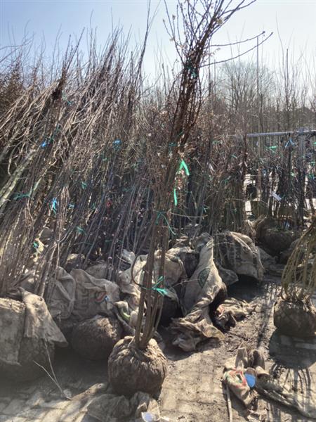 Grote foto betula pendula ruwe berk meerstemmig 200 250 cm tuin en terras bomen en struiken