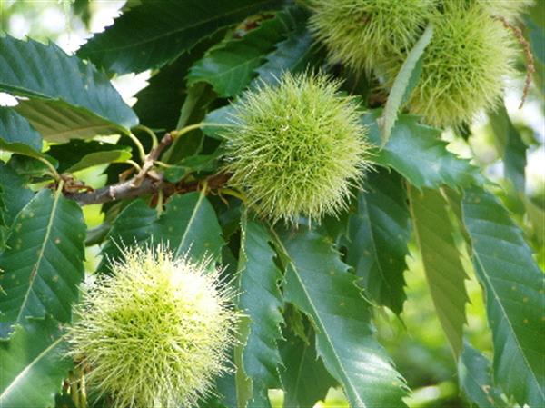 Grote foto castanea sativa tamme kastanje 175 200 cm tuin en terras bomen en struiken