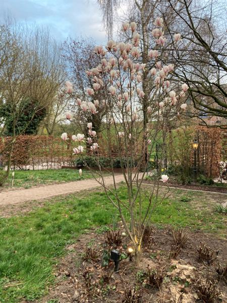 Grote foto magnolia soulangeana meerstammige beverboom tulpenboom tuin en terras sierplanten