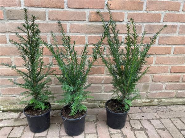 Grote foto taxus baccata venijnboom in pot geleverd tuin en terras sierplanten