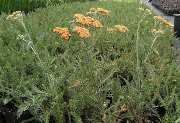 Grote foto achillea millefolium duizendblad tuin en terras sierplanten