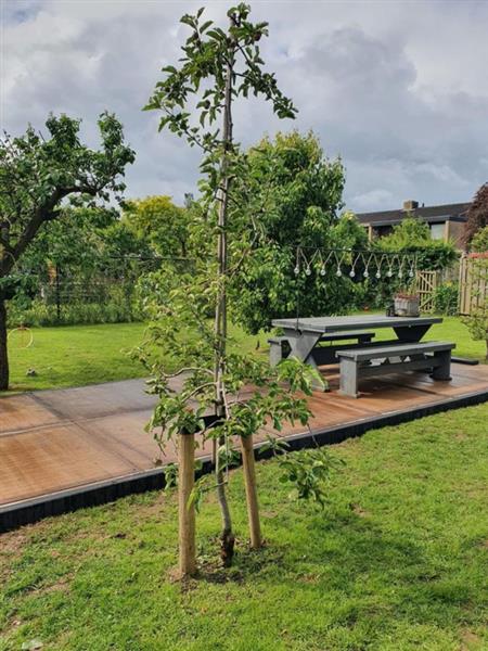 Grote foto appel boom malus dom. jonagold oude struik tuin en terras bomen en struiken