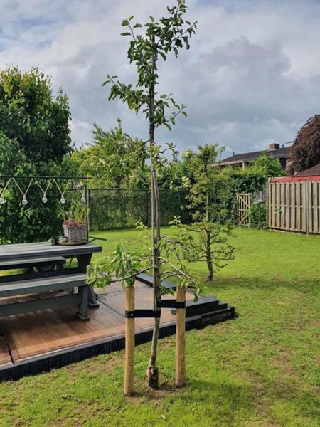 Grote foto appel boom malus dom. jonagold oude struik tuin en terras bomen en struiken