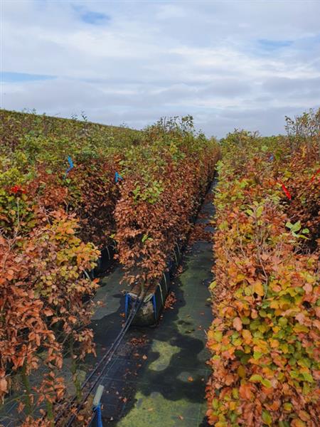 Grote foto fagus sylvatica kant en klaar haag 140 160 cm. elemeten van 1 mtr. groene beukenhaag tuin en terras sierplanten