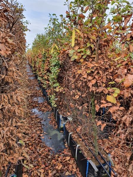 Grote foto fagus sylvatica kant en klaar haag 140 160 cm. elemeten van 1 mtr. groene beukenhaag tuin en terras sierplanten