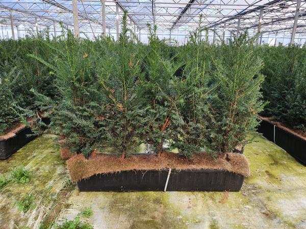 Grote foto taxus baccata kant en klaar haag elementen hoogte 70 80 cm. tuin en terras sierplanten