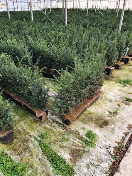 Grote foto taxus baccata kant en klaar haag elementen hoogte 70 80 cm. tuin en terras sierplanten