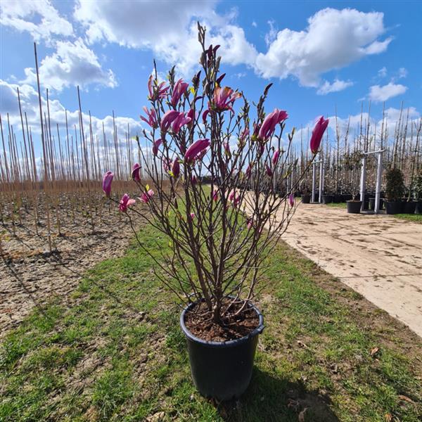 Grote foto magnolia usan beverboom 125 150 cm. tuin en terras sierplanten