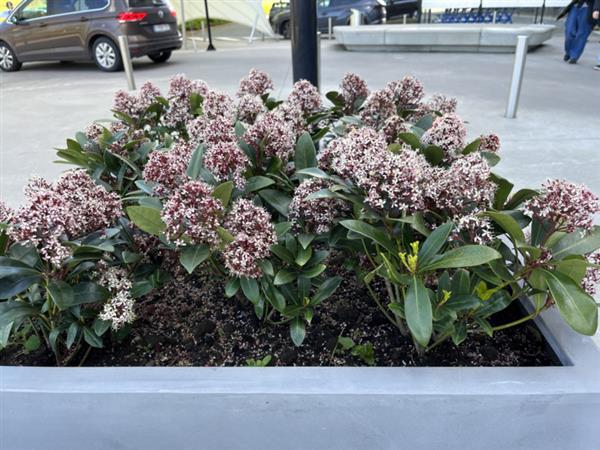 Grote foto skimmia japonica rubbela tuin en terras sierplanten