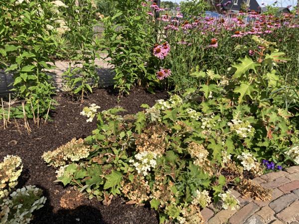 Grote foto hydrangea quercifolia eikenblad hortensia tuin en terras sierplanten