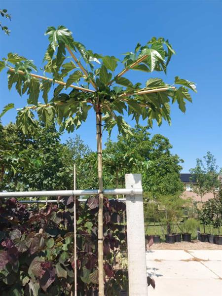 Grote foto morus alba fruitless dakvorm leiboom stamhoogte 240 cm 8 12 in pot tuin en terras bomen en struiken