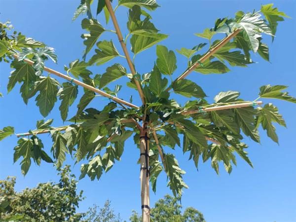 Grote foto morus alba fruitless dakvorm leiboom stamhoogte 240 cm 8 12 in pot tuin en terras bomen en struiken