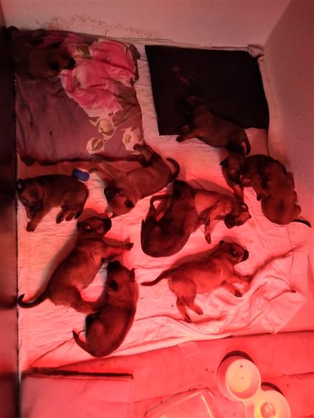 Grote foto mechelse herder pups dieren en toebehoren herdershonden en veedrijvers