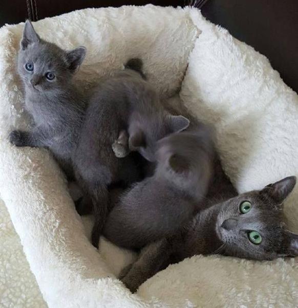 Grote foto russisch blauwe kittens dieren en toebehoren poezen