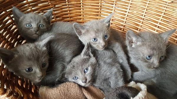 Grote foto russisch blauwe kittens dieren en toebehoren poezen