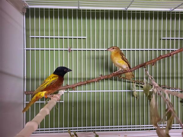 Grote foto jackson wevers dieren en toebehoren overige vogels