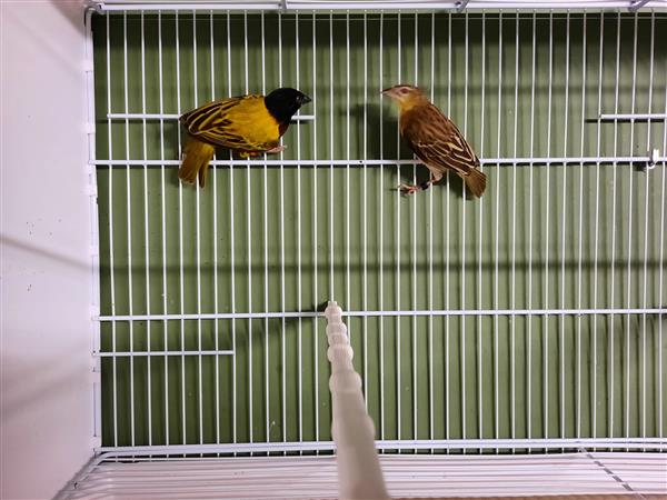 Grote foto jackson wevers dieren en toebehoren overige vogels