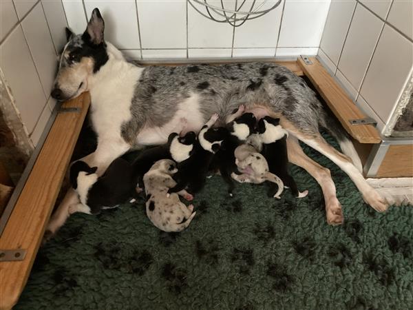 Grote foto schotse herdershond korthaar collie pups dieren en toebehoren herdershonden en veedrijvers