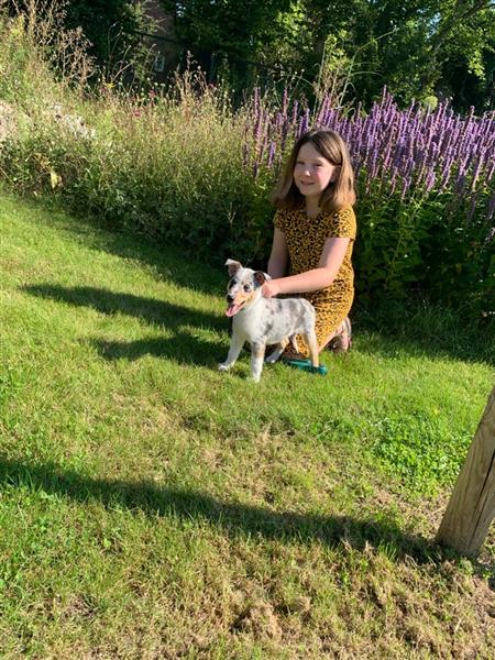 Grote foto schotse herdershond korthaar collie pups dieren en toebehoren herdershonden en veedrijvers