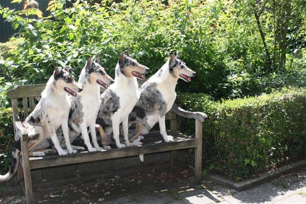 Grote foto schotse herdershond korthaar collie pups dieren en toebehoren herdershonden en veedrijvers