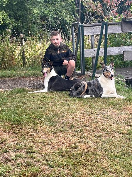 Grote foto schotse herdershond korthaar collie pups dieren en toebehoren herdershonden en veedrijvers