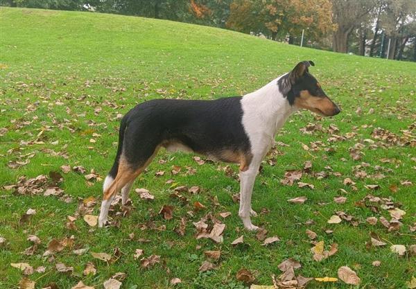 Grote foto schotse herdershond korthaar collie pups dieren en toebehoren herdershonden en veedrijvers