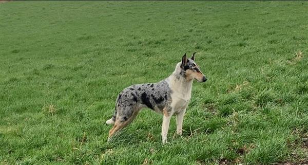 Grote foto schotse herdershond korthaar collie pups dieren en toebehoren herdershonden en veedrijvers