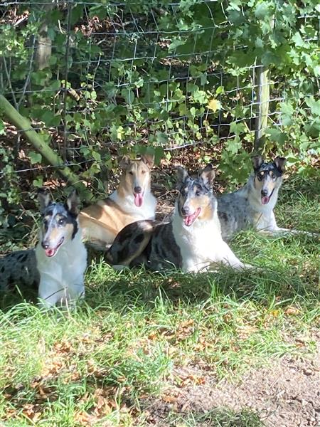 Grote foto schotse herdershond korthaar collie pups dieren en toebehoren herdershonden en veedrijvers