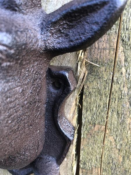 Grote foto hertenhoofd met gewei en 2 kledinghaken garderobekapstok voor jachtliefhebbers tuin en terras tuindecoratie