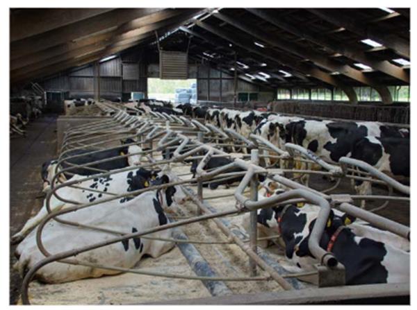 Grote foto ligbox fitbox 228 cm aan 2 horizontale buizen dieren en toebehoren runderen