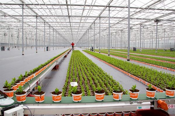 Grote foto nieuwe martin stolze plantentransportbanden 17 cm breed agrarisch tuinbouw