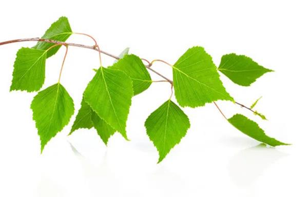 Grote foto verkoop van berk in bulk van de fabrikant agrarisch planten