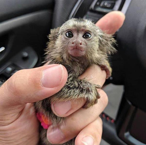 Grote foto charmante marmoset apen beschikbaar dieren en toebehoren overige
