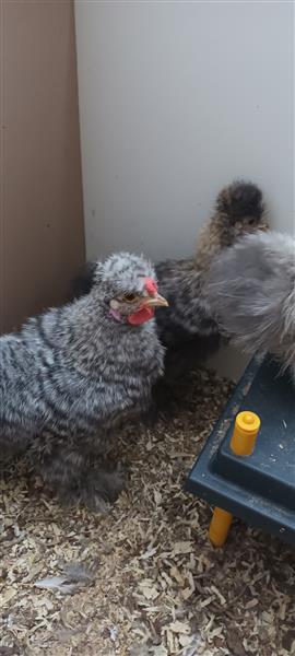 Grote foto zijdehoen haantjes dieren en toebehoren pluimvee