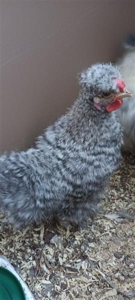 Grote foto zijdehoen haantjes dieren en toebehoren pluimvee