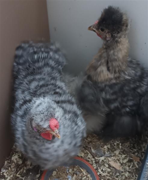 Grote foto zijdehoen haantjes dieren en toebehoren pluimvee