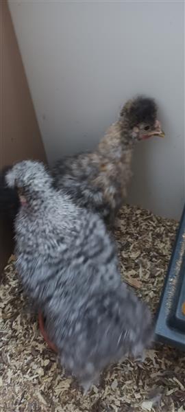 Grote foto zijdehoen haantjes dieren en toebehoren pluimvee