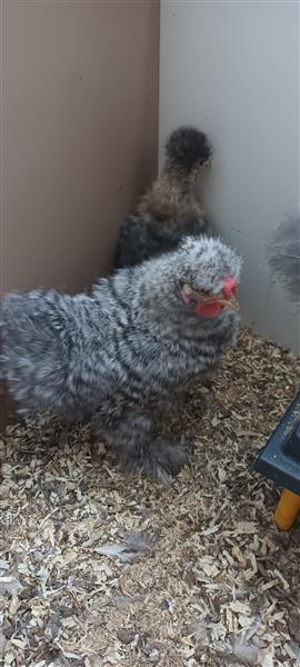 Grote foto zijdehoen haantjes dieren en toebehoren pluimvee