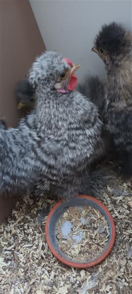 Grote foto zijdehoen haantjes dieren en toebehoren pluimvee