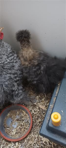 Grote foto zijdehoen haantjes dieren en toebehoren pluimvee