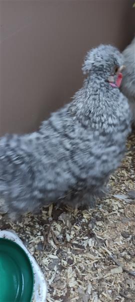 Grote foto zijdehoen haantjes dieren en toebehoren pluimvee