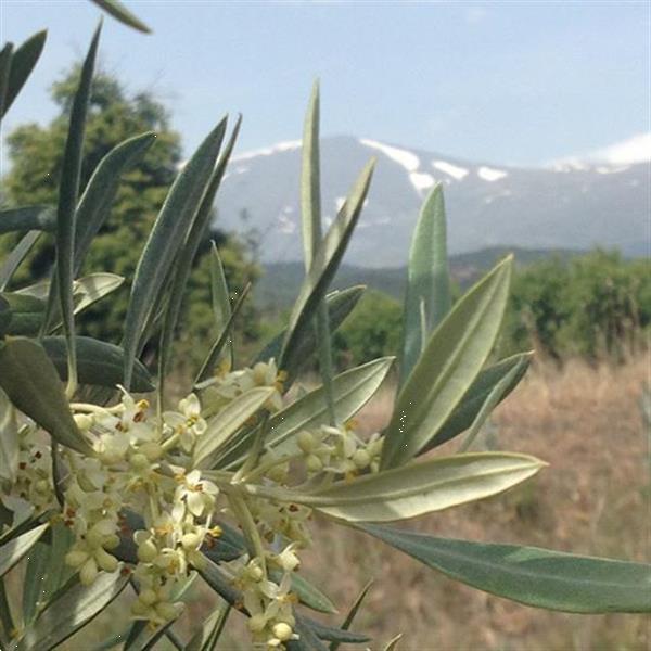 Grote foto groepsaccomodatie la balsa vakantie spanje