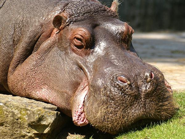 Grote foto geldige zoo berlin korting uitverkoop 2023 tickets en kaartjes dierentuinen