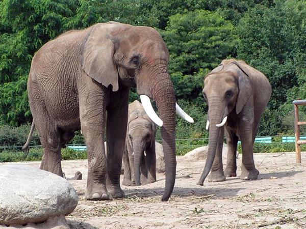 Grote foto geldige tierpark berlin korting uitverkoop 2023 tickets en kaartjes dierentuinen