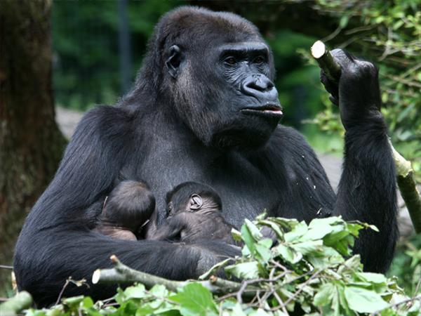 Grote foto geldige burgers zoo korting uitverkoop 2023 tickets en kaartjes dierentuinen
