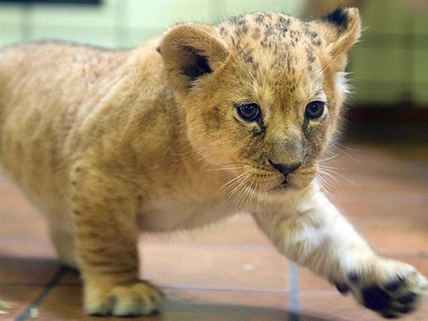 Grote foto geldige zoo dortmund korting uitverkoop 2023 tickets en kaartjes dierentuinen