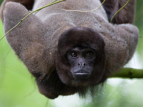 Grote foto geldige apenheul korting uitverkoop 2023 tickets en kaartjes dierentuinen