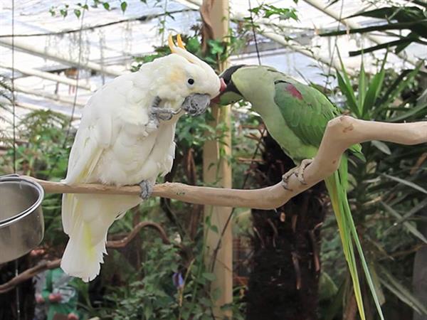 Grote foto geldige avonturia de vogelkelder korting uitverkoop 2023 tickets en kaartjes dierentuinen