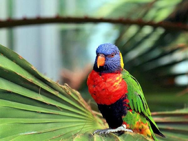 Grote foto geldige avifauna korting uitverkoop 2023 tickets en kaartjes dierentuinen