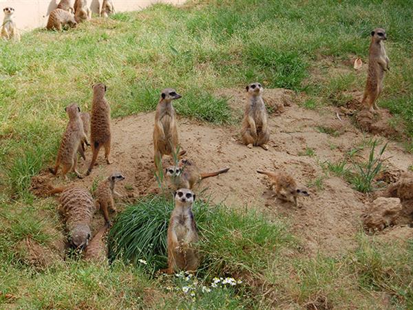 Grote foto geldige k lner zoo korting uitverkoop 2023 tickets en kaartjes dierentuinen